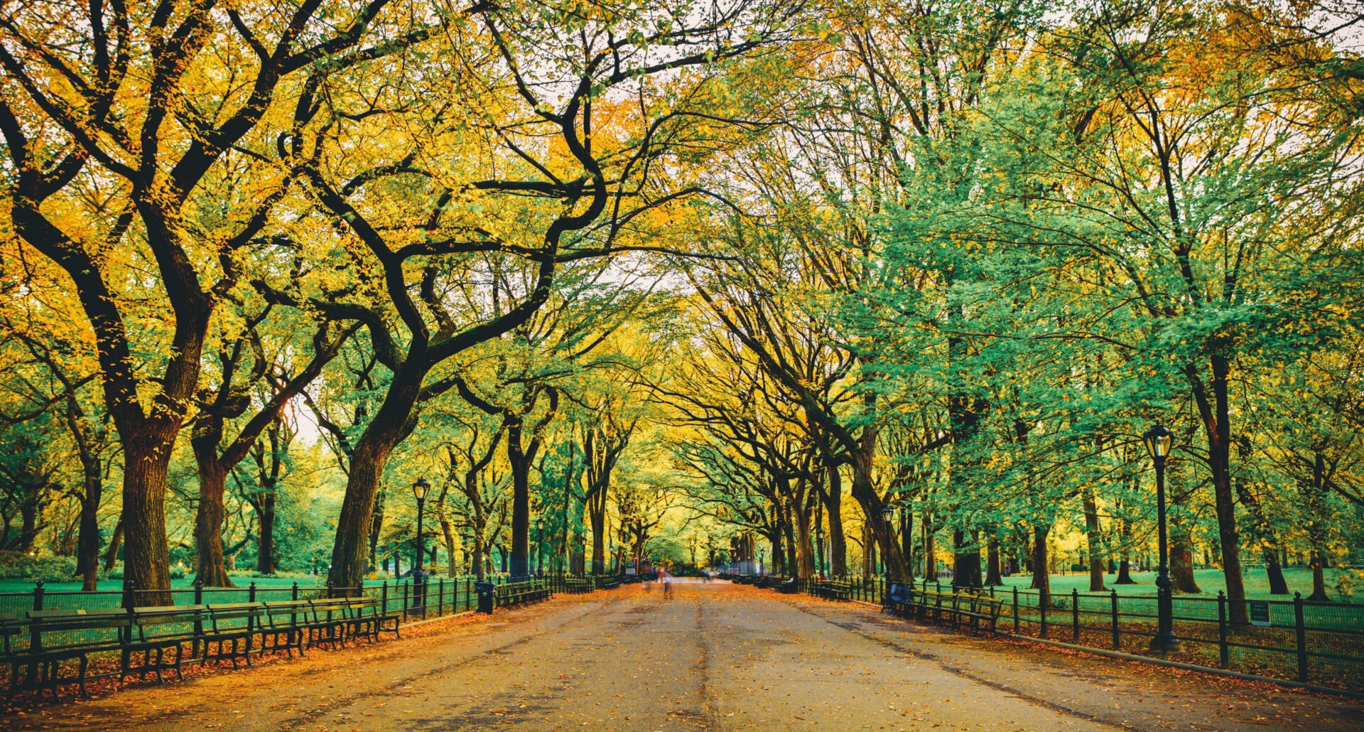 Autumn park path lined with trees