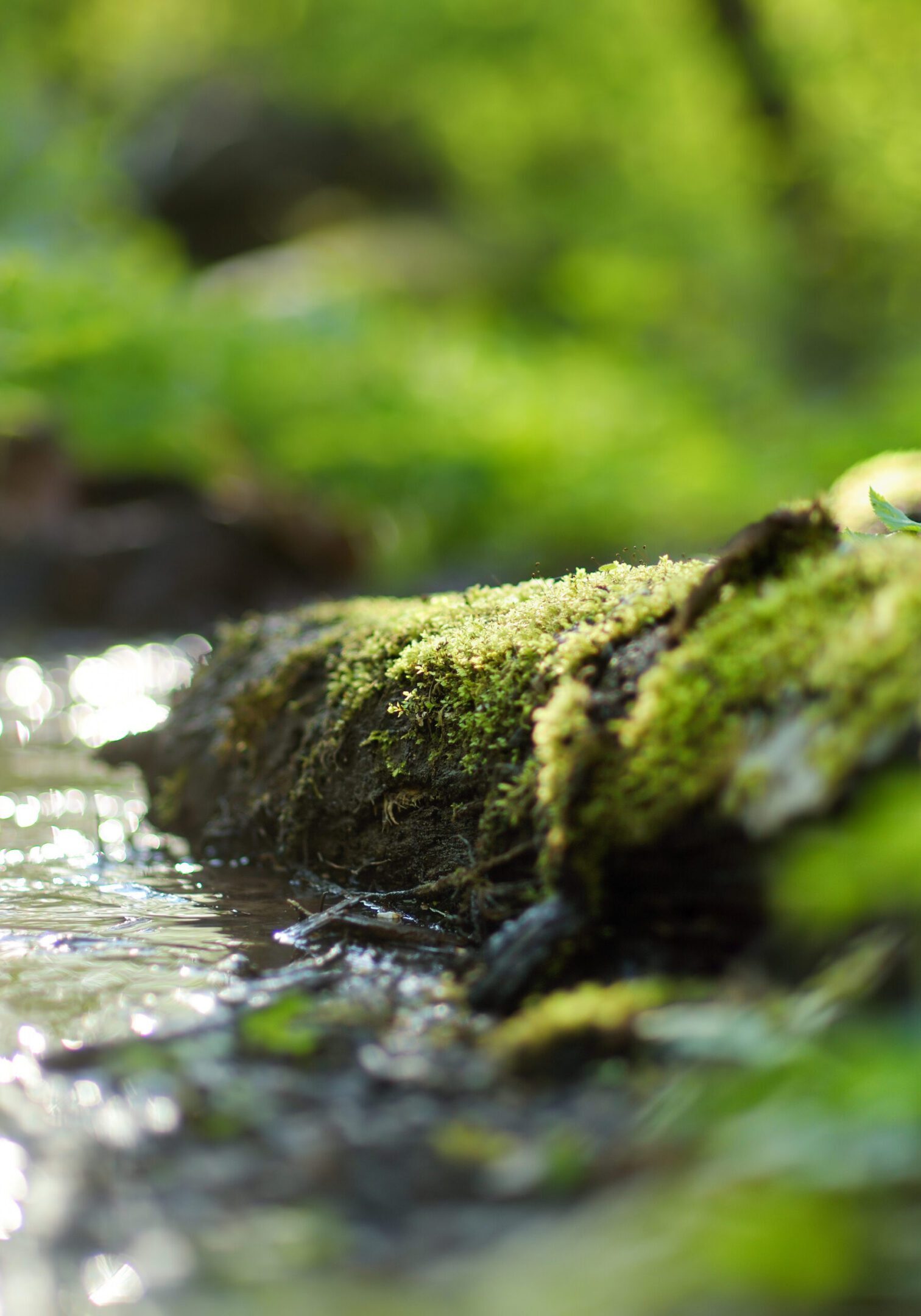 Narrow stream winding throught the dense green forest in early spring
